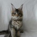Maine coon kittens