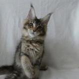 Maine coon kittens