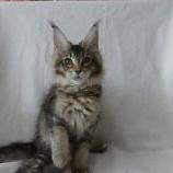 Maine coon kittens