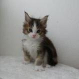 Maine coon kittens