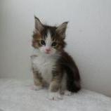 Maine coon kittens