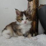 Maine coon kittens