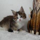 Maine coon kittens