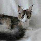Maine coon kittens