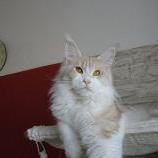 Maine Coon Female