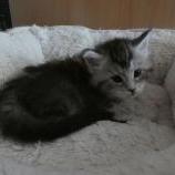 Maine coon kittens