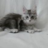 Maine coon kittens