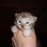Maine coon kittens
