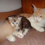 Maine coon kittens