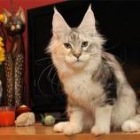 Maine coon kittens