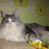 Maine Coon male