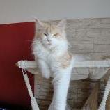 Maine Coon Female