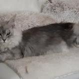 Maine Coon Female