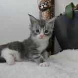 Maine coon kittens