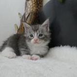 Maine coon kittens