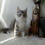 Maine coon kittens