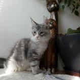 Maine coon kittens
