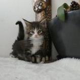 Maine coon kittens