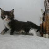 Maine coon kittens