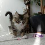 Maine coon kittens