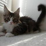 Maine coon kittens