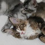 Maine coon kittens