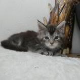 Maine coon kittens