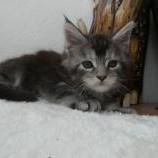 Maine coon kittens