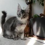 Maine coon kittens