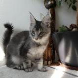 Maine coon kittens