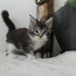 Maine coon kittens
