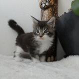 Maine coon kittens
