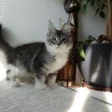 Maine coon kittens