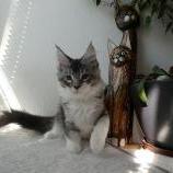 Maine coon kittens