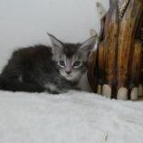 Maine coon kittens