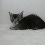 Maine coon kittens