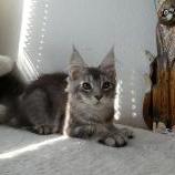 Maine coon kittens