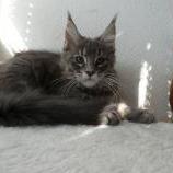 Maine coon kittens