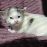 Maine coon kittens