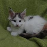 Maine coon kittens