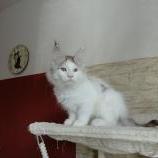 Maine coon kittens