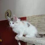 Maine coon kittens