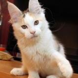 Maine coon kittens
