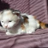 Maine coon kittens