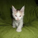 Maine coon kittens