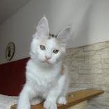 Maine coon kittens