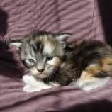 Maine coon kittens