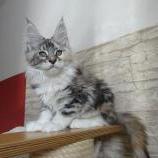 Maine coon kittens