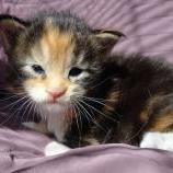 Maine coon kittens