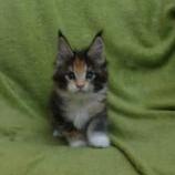 Maine coon kittens
